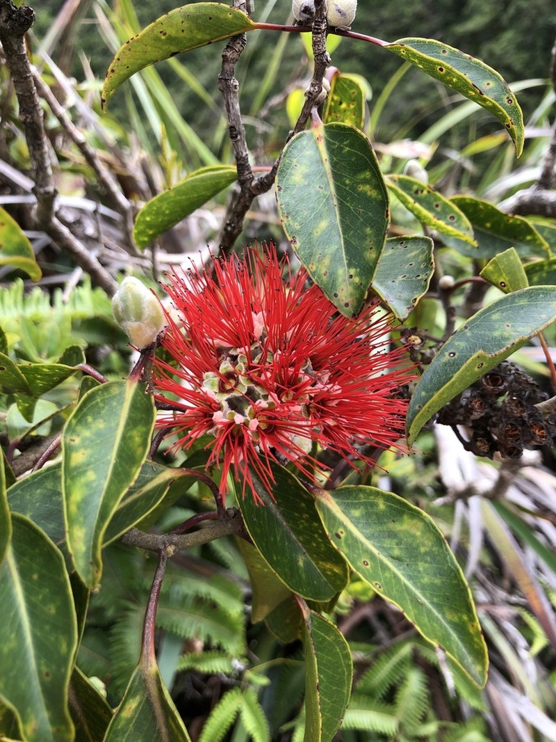 Kauai Bottlebrush photo 6