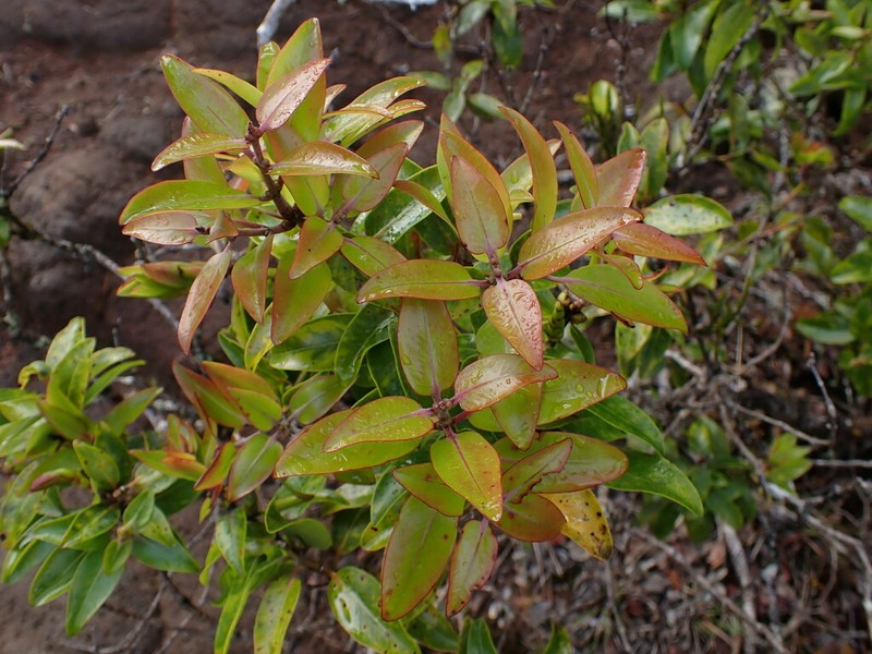 Kauai Bottlebrush photo 8