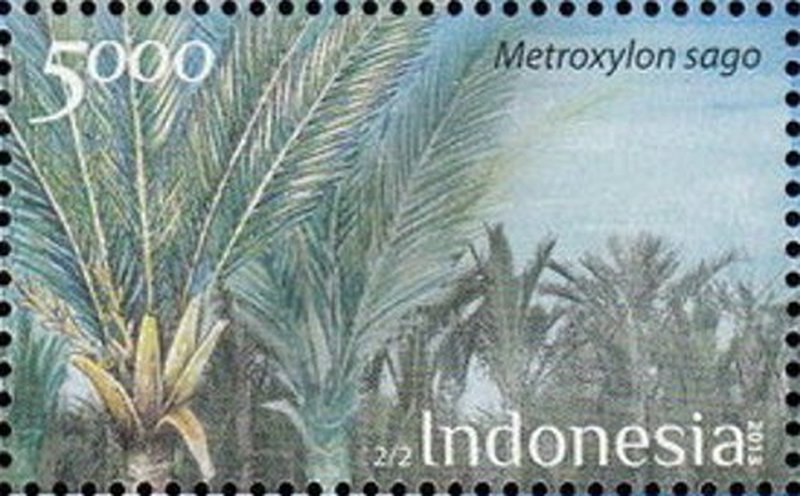 Sago Palm photo 7