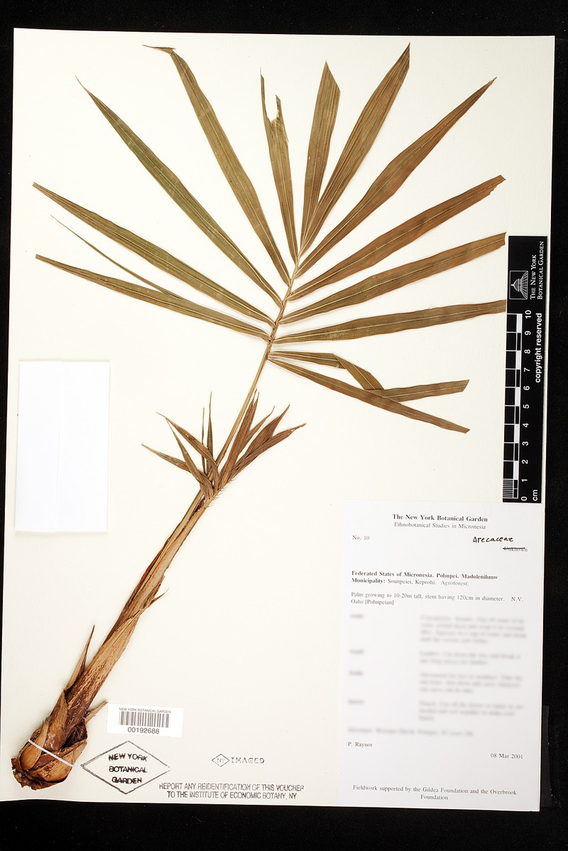 Caroline Ivory Nutpalm photo 2