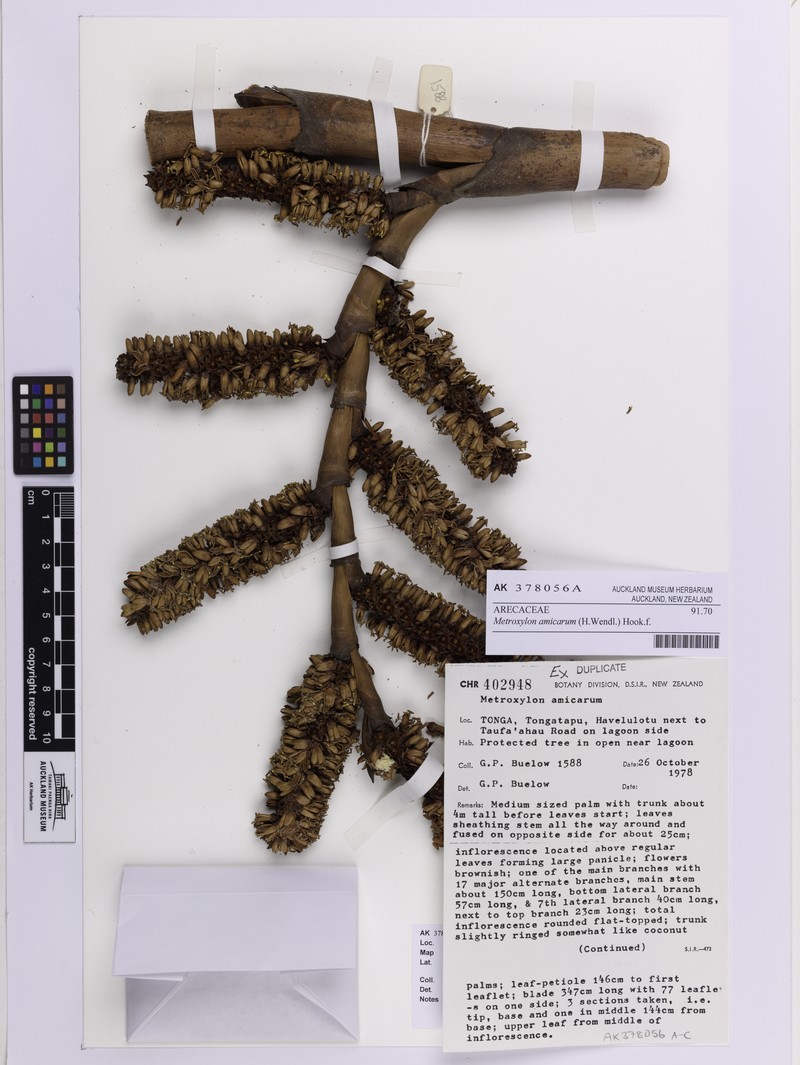 Caroline Ivory Nutpalm photo 3