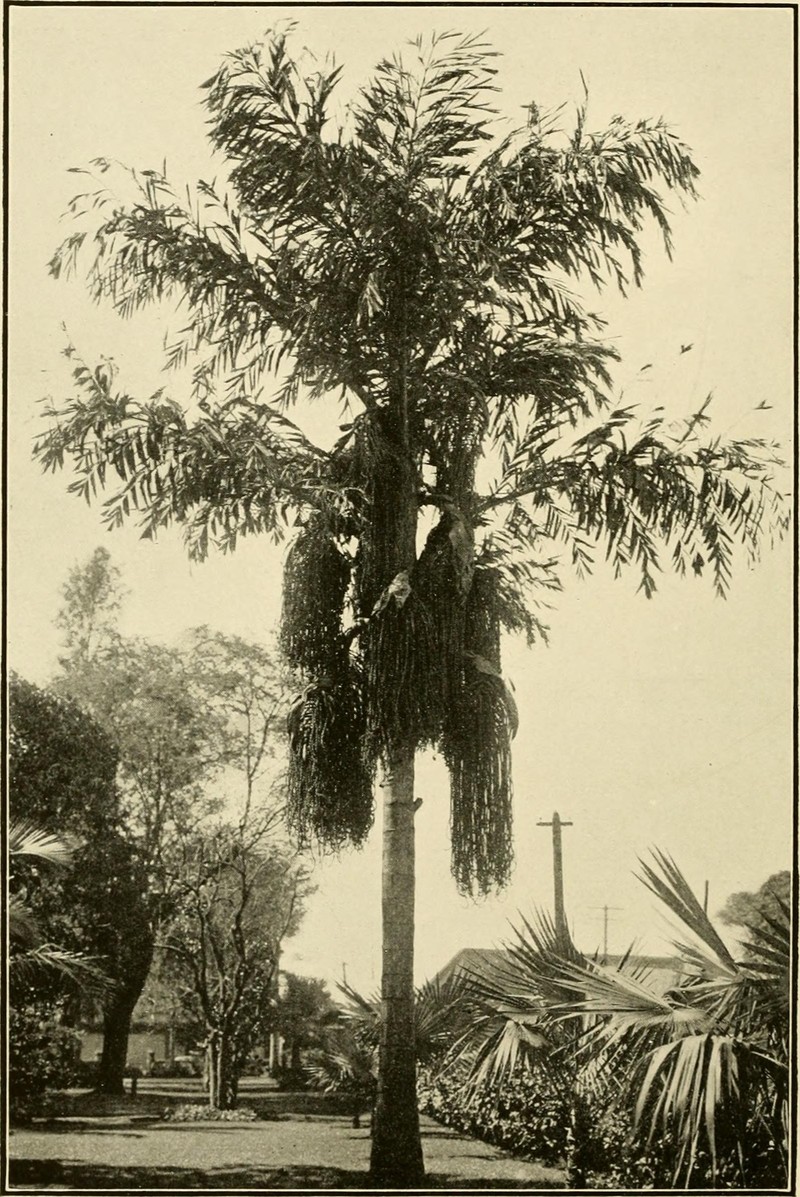 Caroline Ivory Nutpalm photo 4