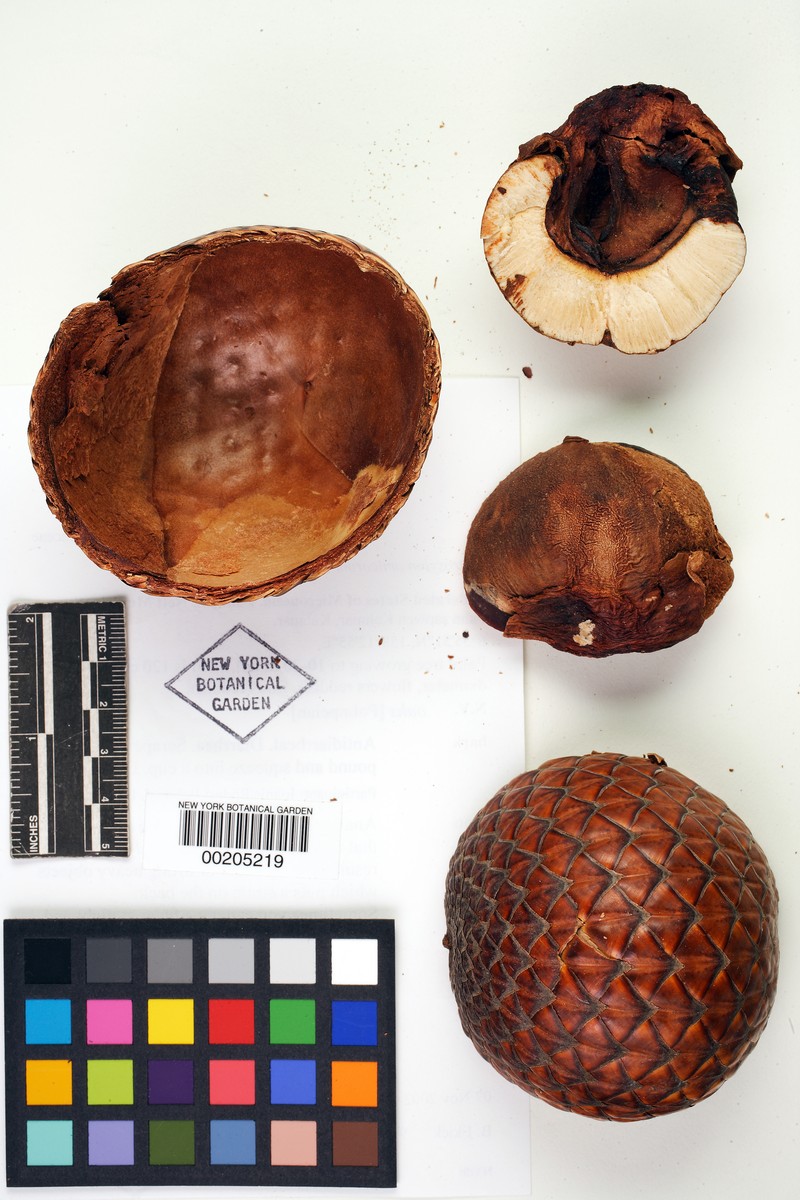 Caroline Ivory Nutpalm photo 5