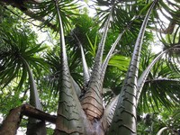 Caroline Ivory Nutpalm