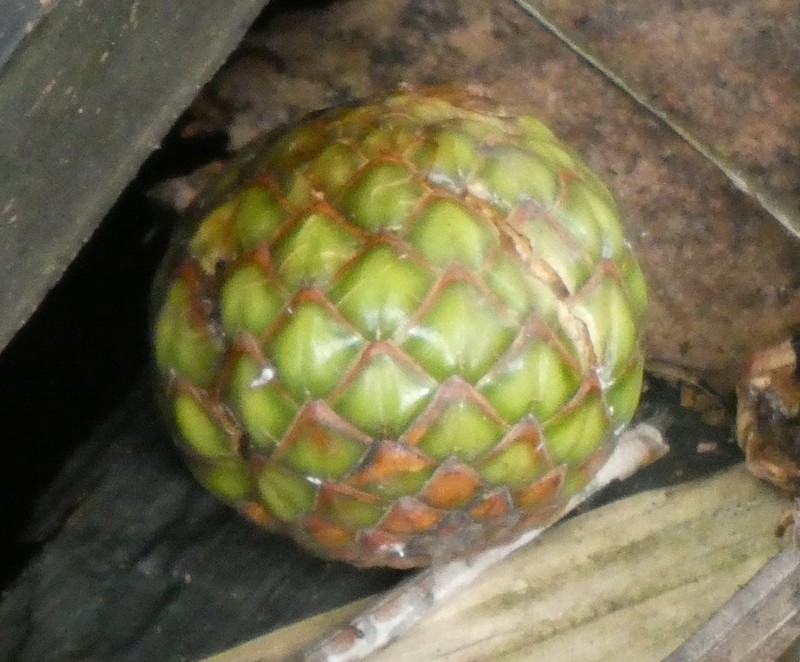 Sago Palm photo 5