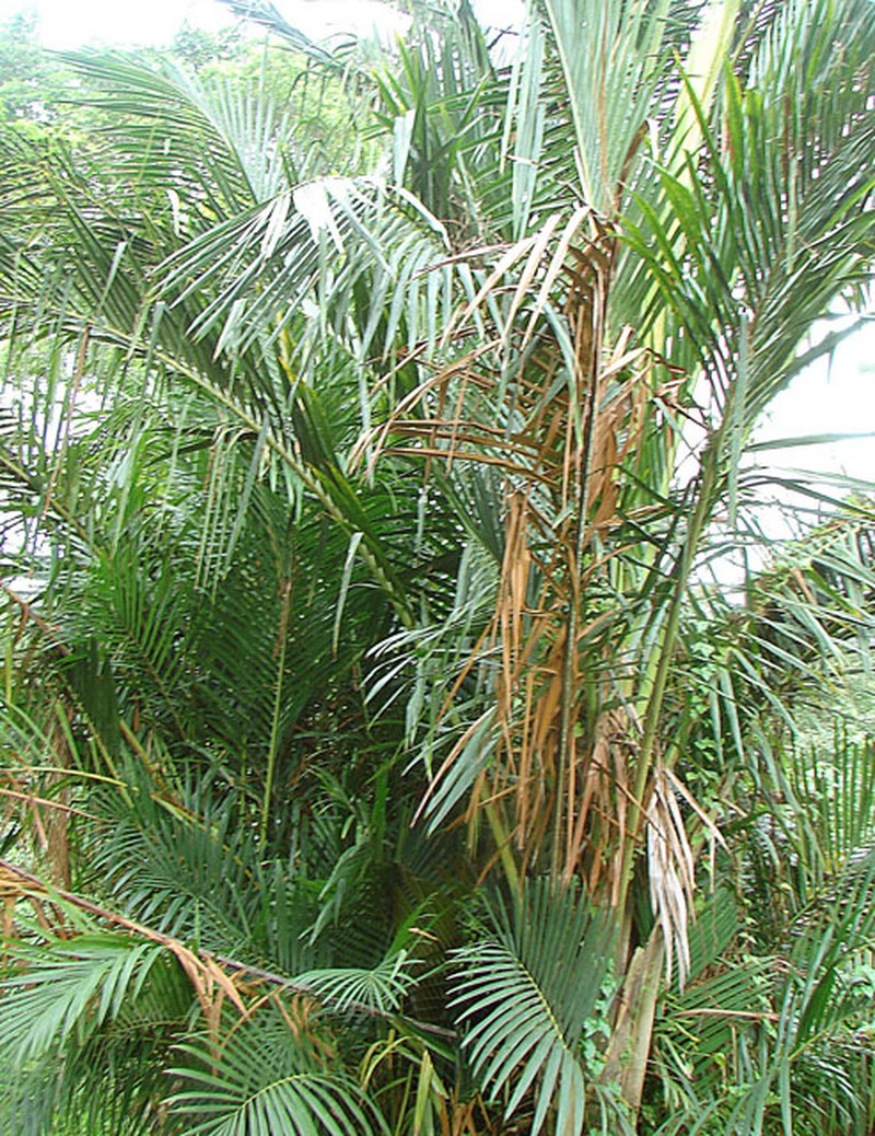 Sago Palm photo 3