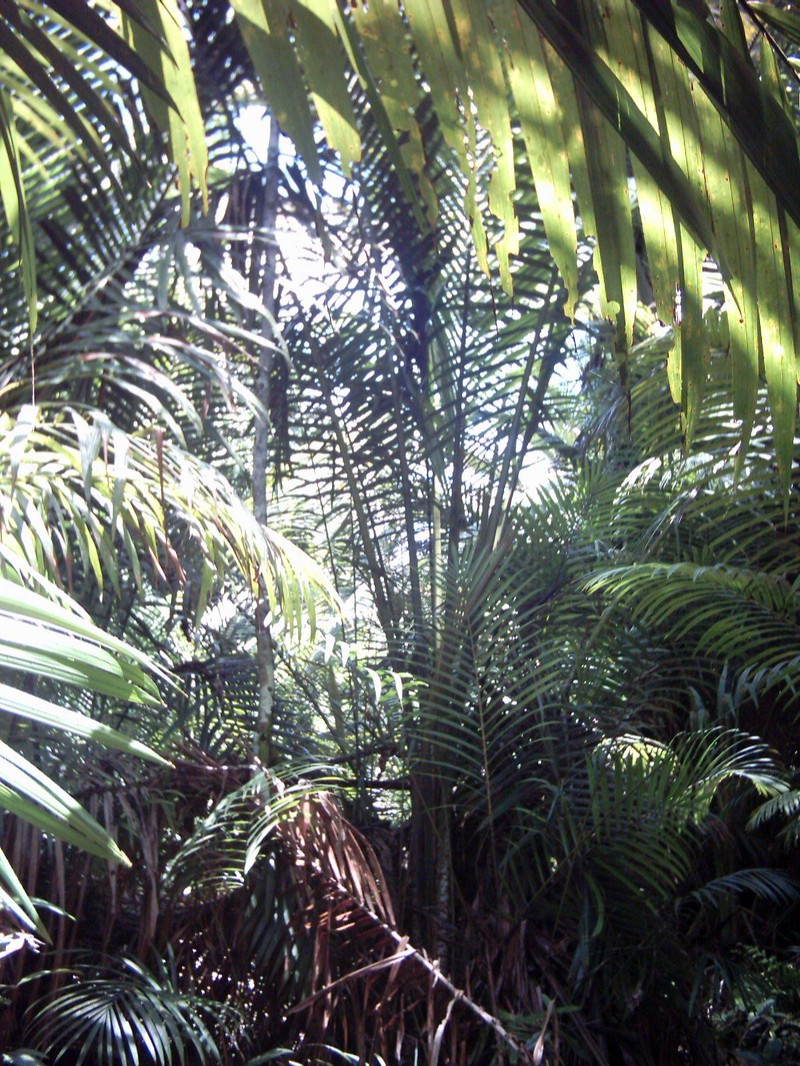 Sago Palm photo 4