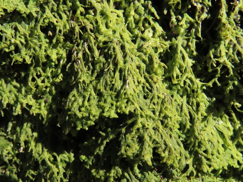 Metzgeria conjugata