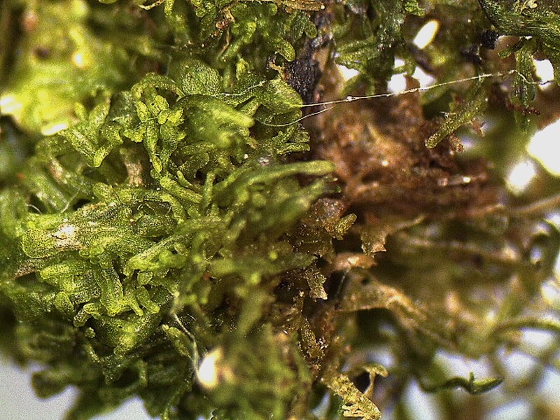Metzgeria crassipilis