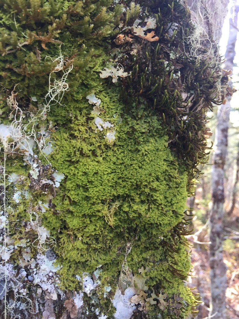 Metzgeria crassipilis photo 2