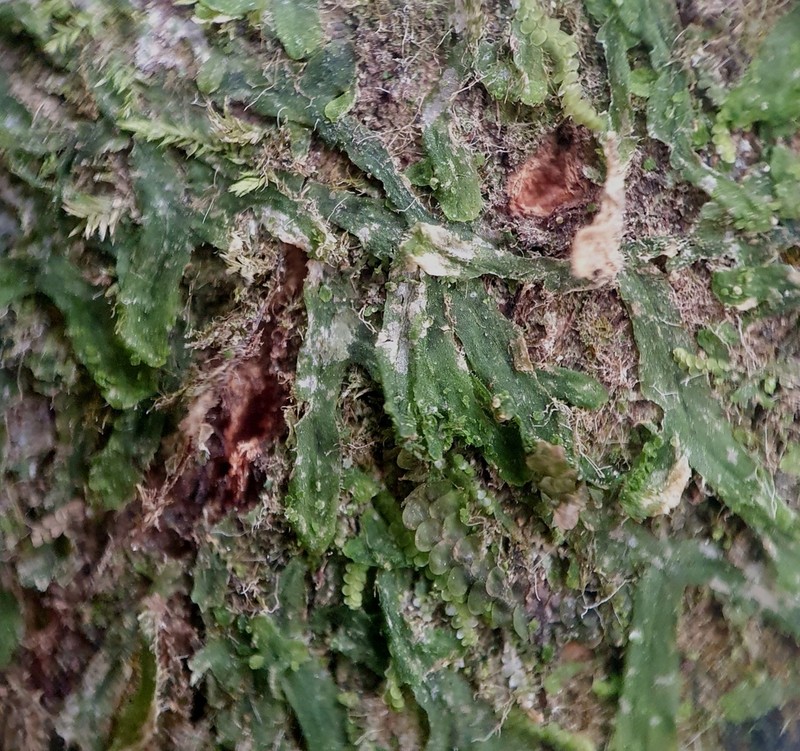 Metzgeria crassipilis photo 3