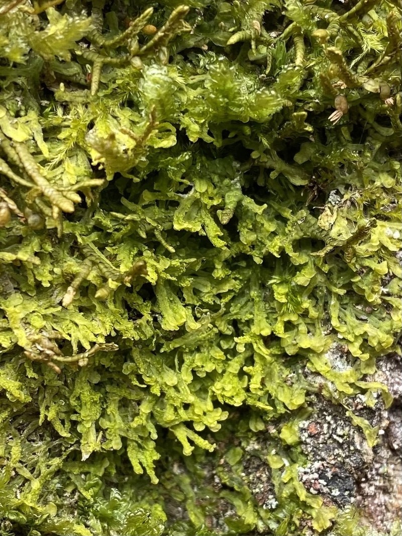 Metzgeria crassipilis photo 4
