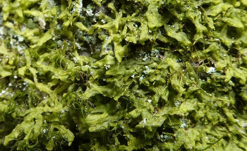 Metzgeria crassipilis photo 5