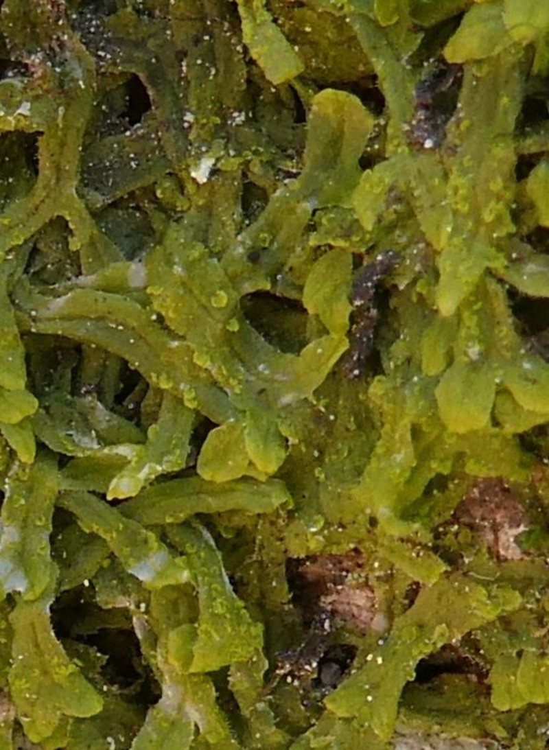 Metzgeria crassipilis photo 6