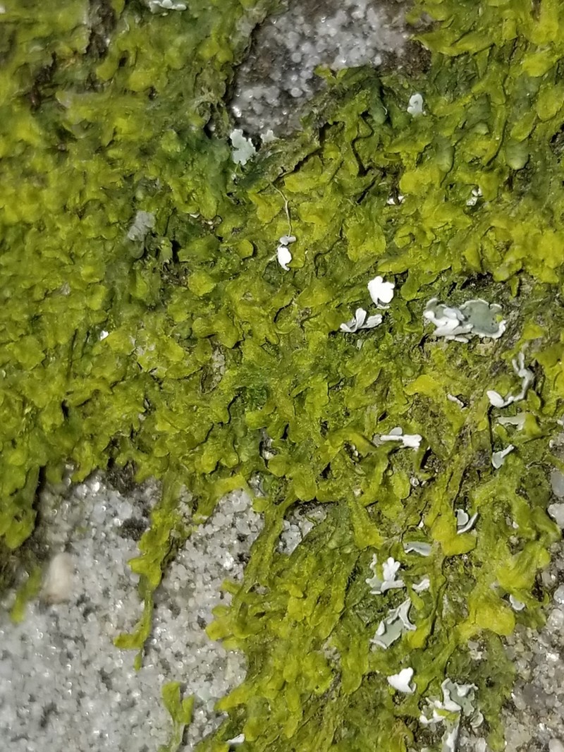 Metzgeria crassipilis photo 7