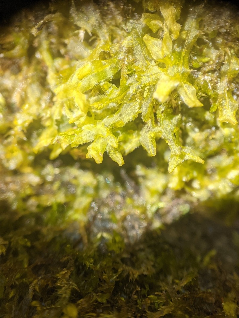 Metzgeria crassipilis photo 8