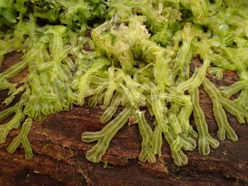 Metzgeria furcata
