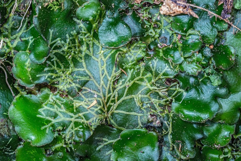 Metzgeria furcata photo 2