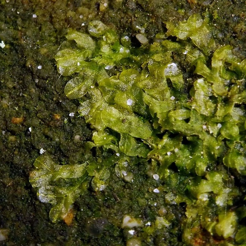 Metzgeria furcata photo 3