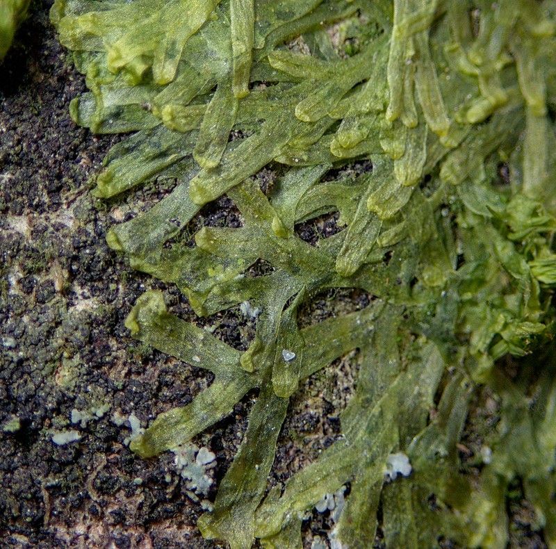 Metzgeria furcata photo 4