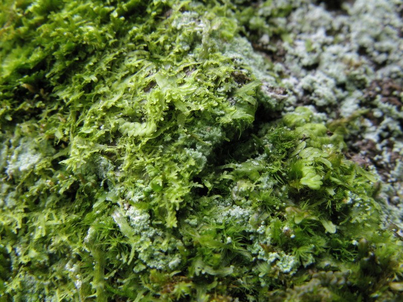 Metzgeria furcata photo 5