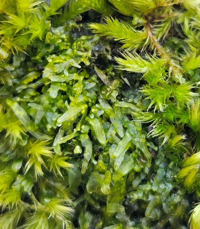 Metzgeria furcata photo 6