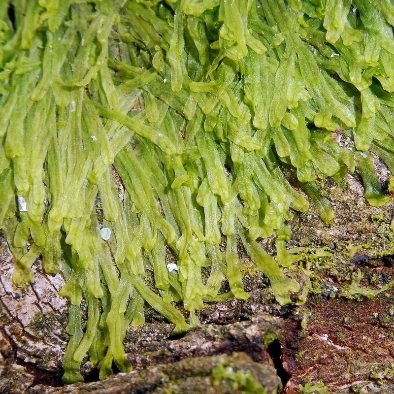 Metzgeria furcata photo 7