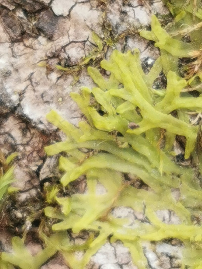 Metzgeria furcata photo 8