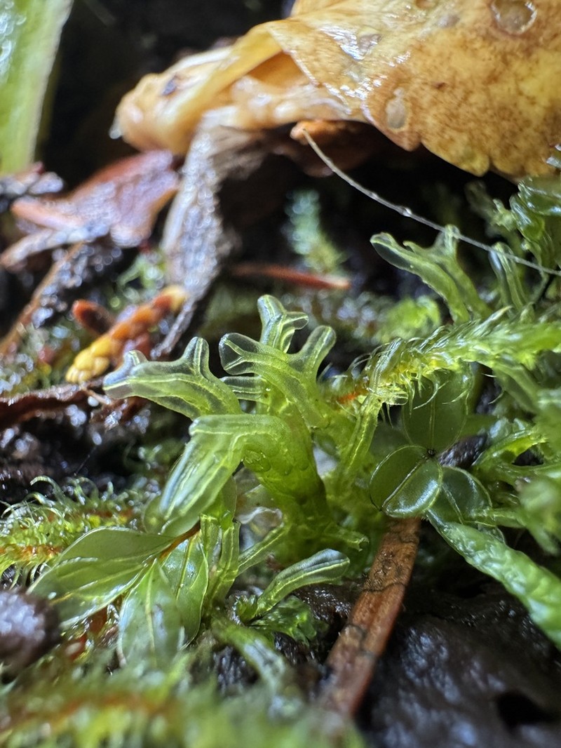 Metzgeria leptoneura