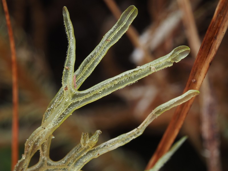 Metzgeria leptoneura photo 2