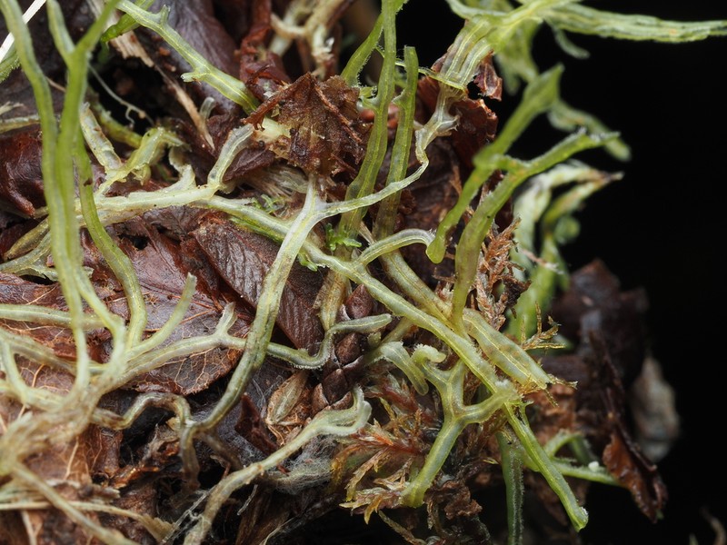 Metzgeria leptoneura photo 3