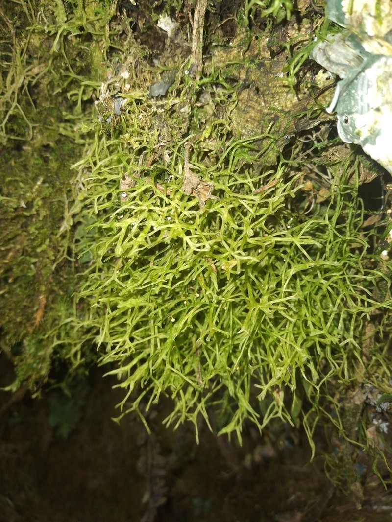 Metzgeria leptoneura photo 4