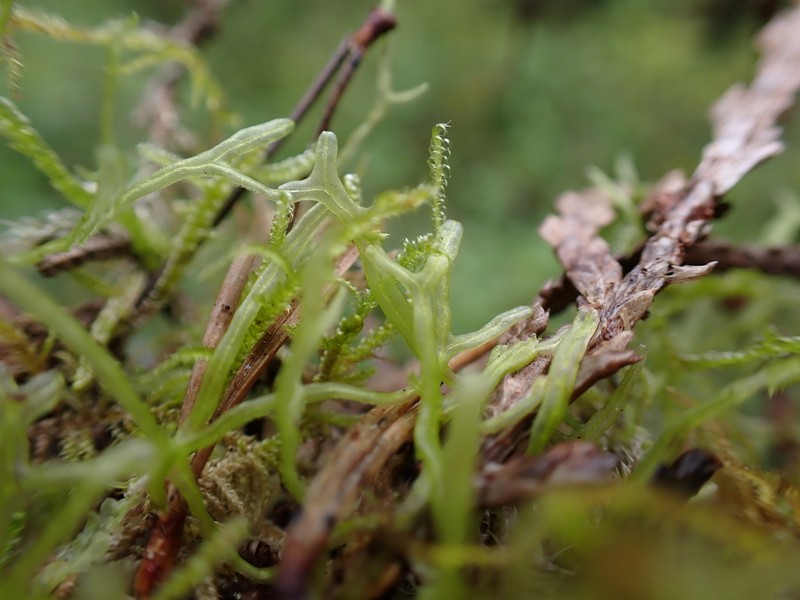 Metzgeria leptoneura photo 5