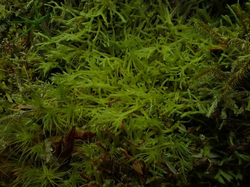 Metzgeria leptoneura photo 7
