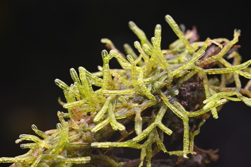 Metzgeria leptoneura photo 8