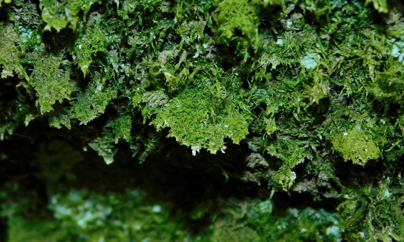 Metzgeria myriopoda