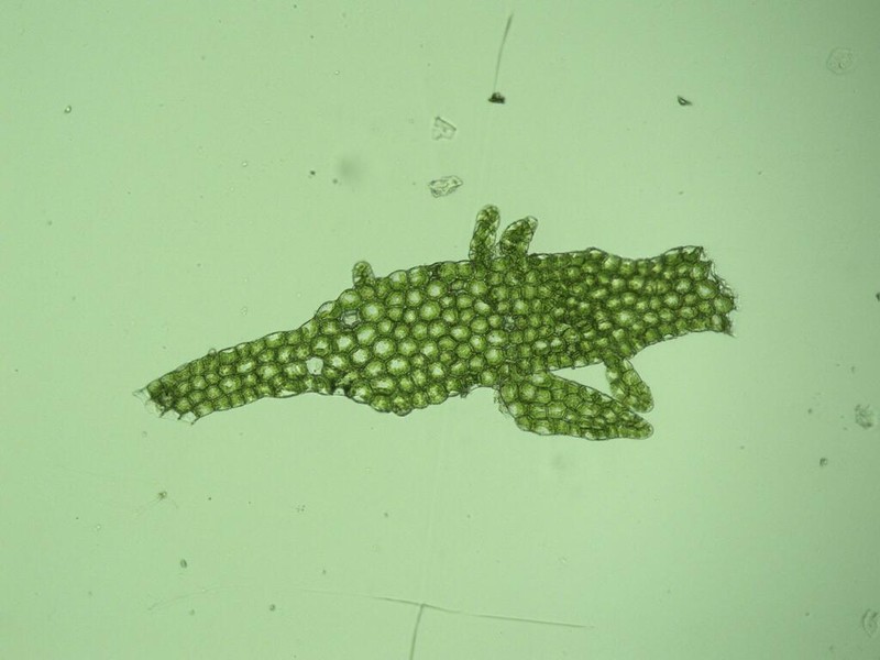 Metzgeria myriopoda photo 2
