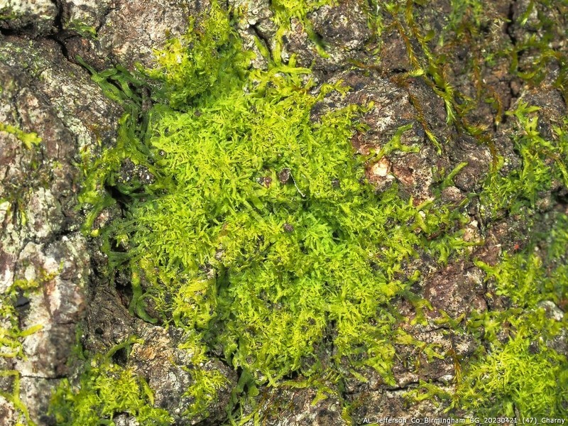 Metzgeria myriopoda photo 3