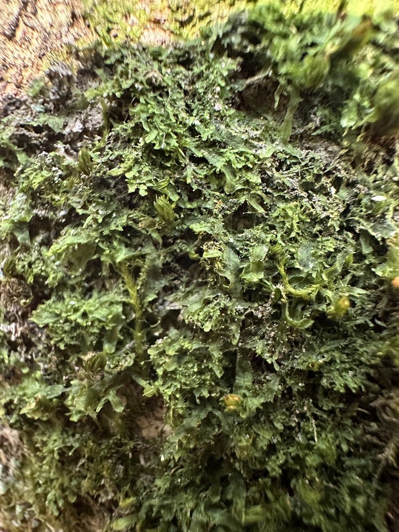 Metzgeria myriopoda photo 4