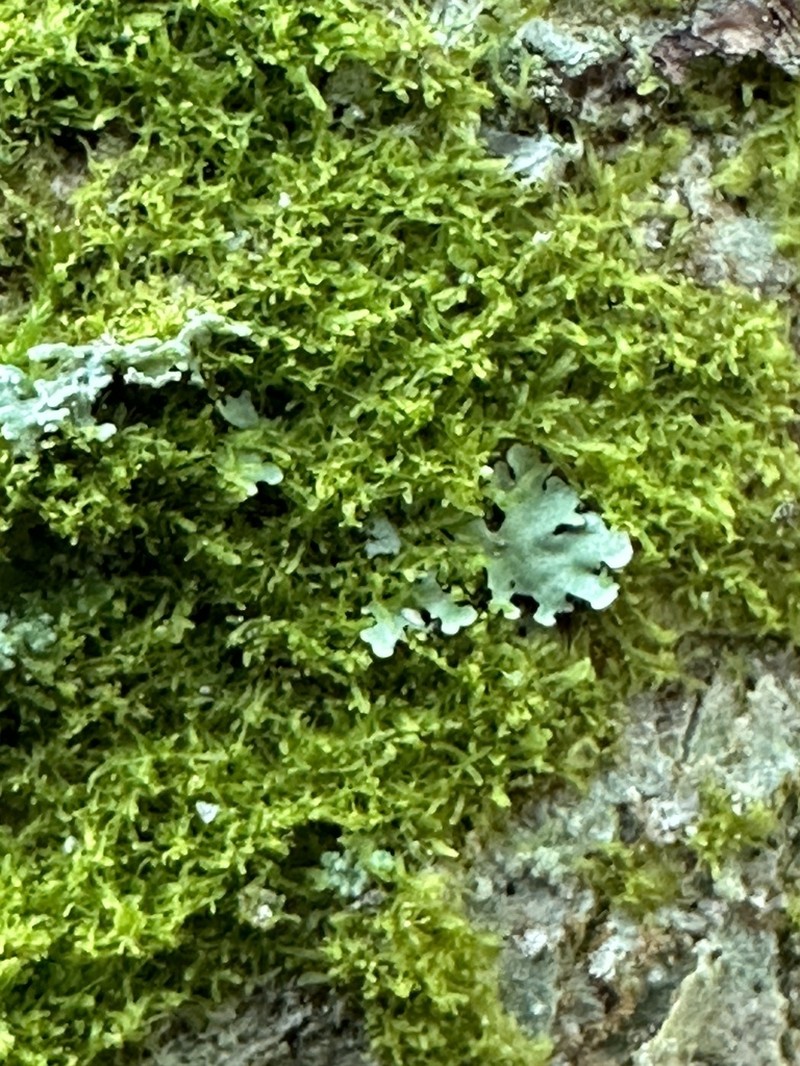Metzgeria myriopoda photo 5
