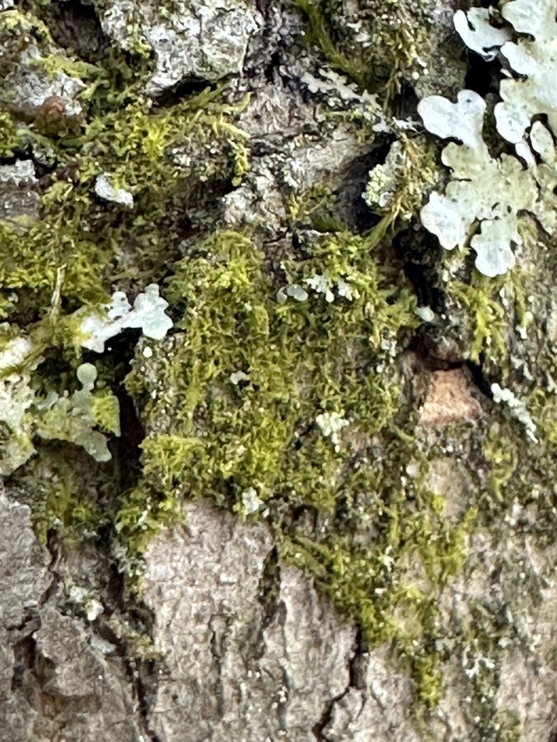 Metzgeria myriopoda photo 6