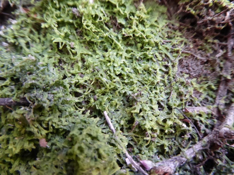 Metzgeria myriopoda photo 7