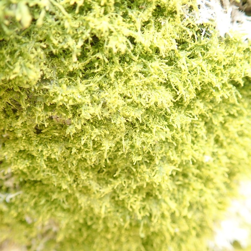Metzgeria myriopoda photo 8