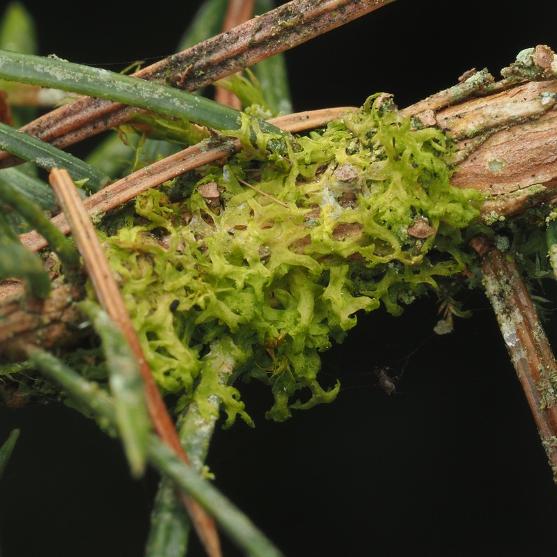 Metzgeria temperata