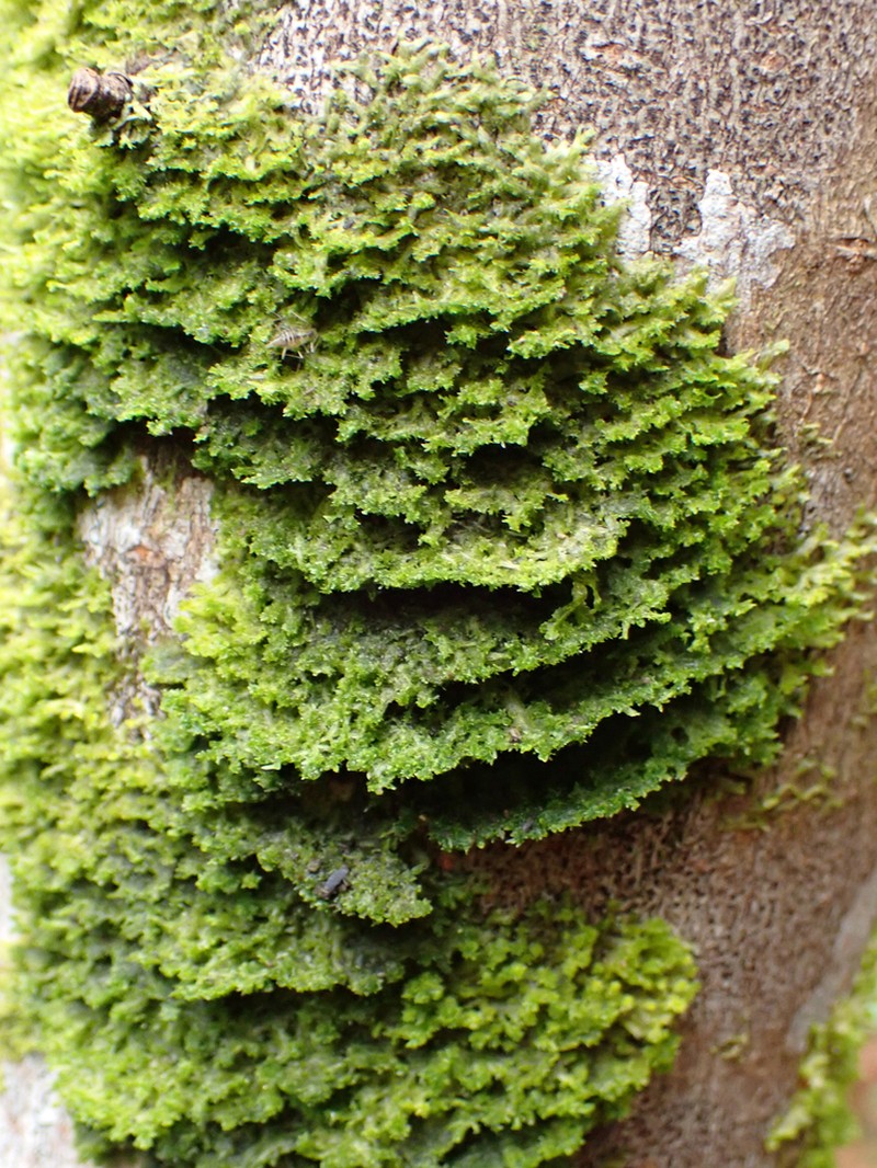 Metzgeria temperata photo 2