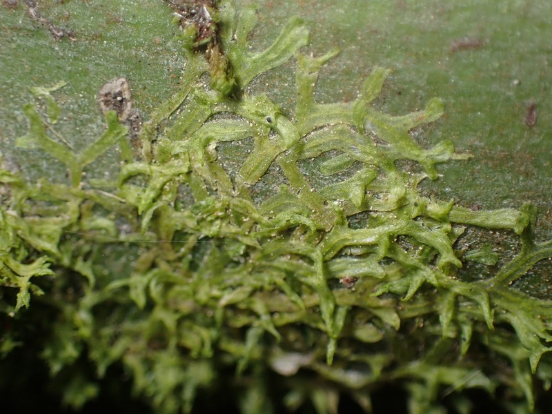 Metzgeria temperata photo 3