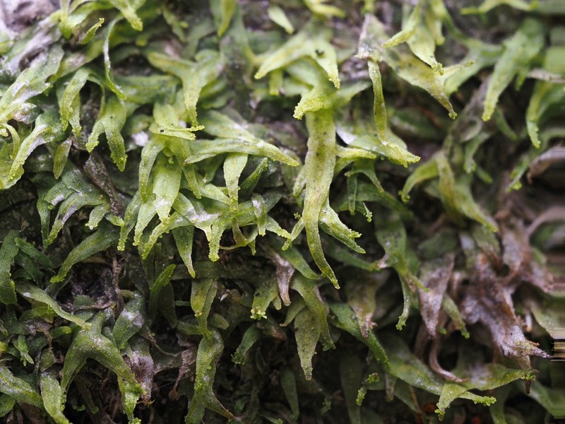 Metzgeria temperata photo 4