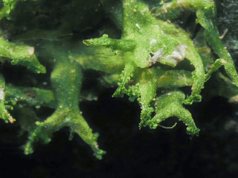 Metzgeria temperata photo 5