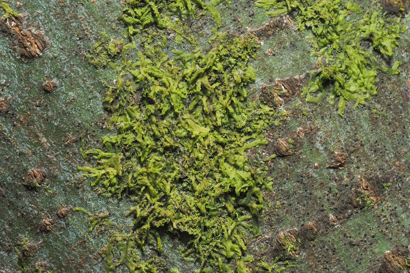 Metzgeria temperata photo 6