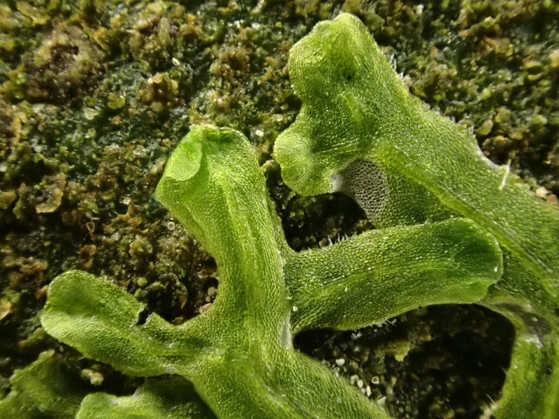 Metzgeria temperata photo 7